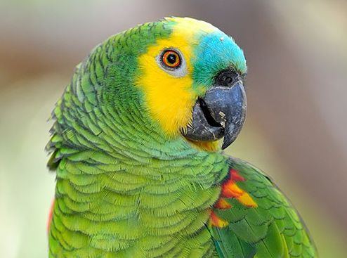 Papagaio Verdadeiro