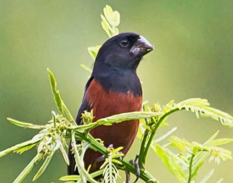 Curió Nordestino